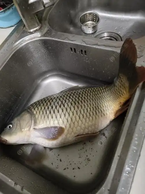 新鲜出炉的大鲤鱼,秋天的鲤鱼真胖