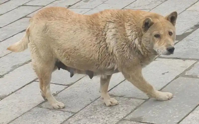 胖得像头熊的中华田园犬,这是一只真正的狗精,2年只拍到这一次_哔哩