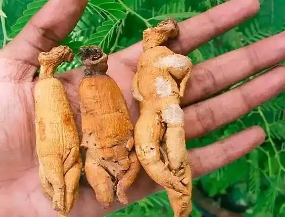 男人泡什么喝水壮阳 男性泡什么水喝补肾