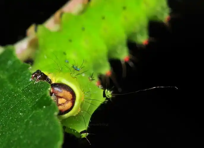 长尾水青蛾(幼虫) @ louis的生态摄影 :: 随意窝 xuite日志