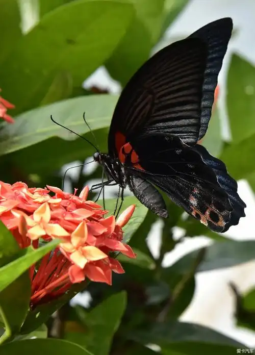 采花大盗黑凤蝶