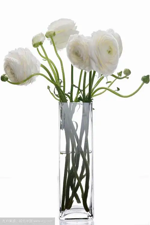 白色花毛茛图片