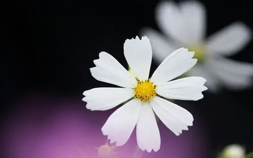 小清新植物花卉摄影图片壁纸
