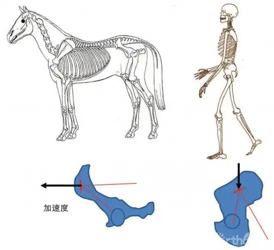 与骶骨位于前方的四足动物相比,直立的人类的骶骨向后,股骨头及骨盆向