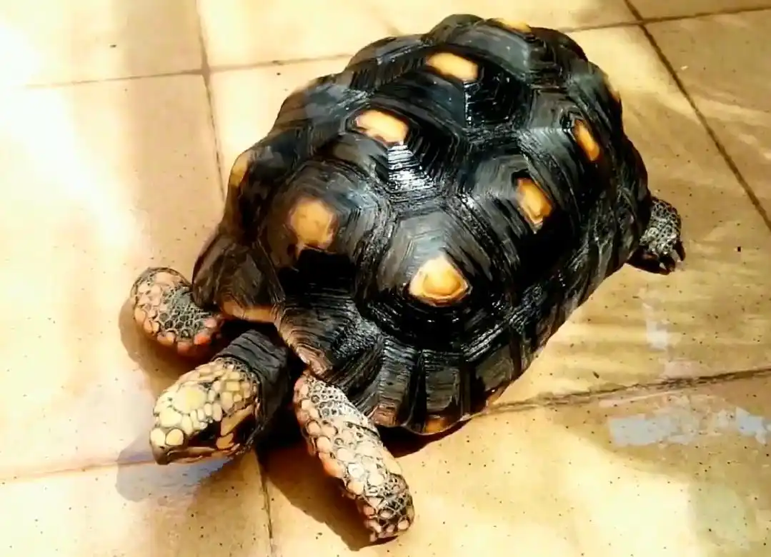 最长寿的十种乌龟