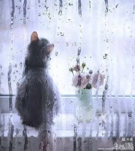 倚窗听雨(诗歌)