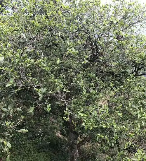 双江勐库十八寨茶厂一品百年冰岛老寨单株四号今日开采直播