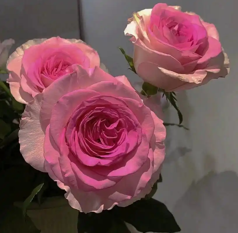 ins玫瑰花背景图 "情绪化文案" 求三连