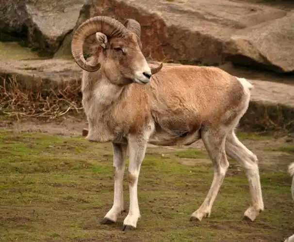 有角的生肖 有角的生肖是哪些1,牛羊龙1牛 通常情况下,1岁以后的雄兽