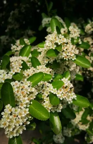 我拍花开之火棘花篇～_【手机随拍】