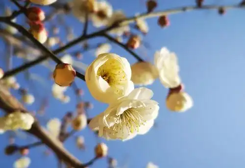 清新养眼的梅花风光图