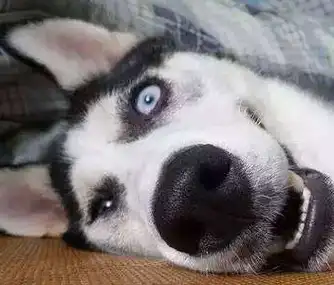 "笑哭,放开我,我要去解救二哈!""二哈表情太逗了,这家伙天生的戏精.