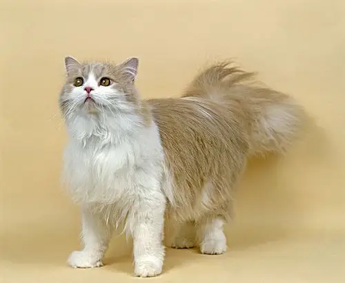 白色,波斯人,家猫