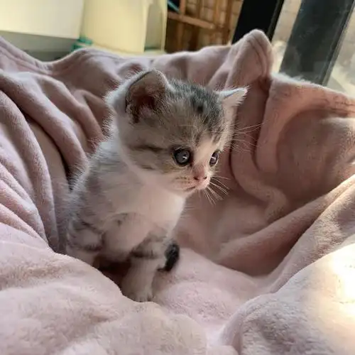 自家英短乳色,银渐层小猫咪找新家,健康活泼,现.