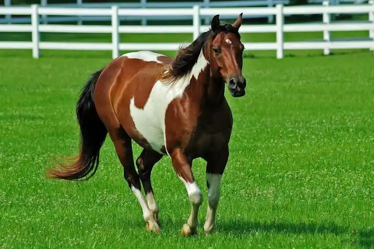 ***在走廊上的马***墙纸,高清图片,壁纸,动物-桌面城市