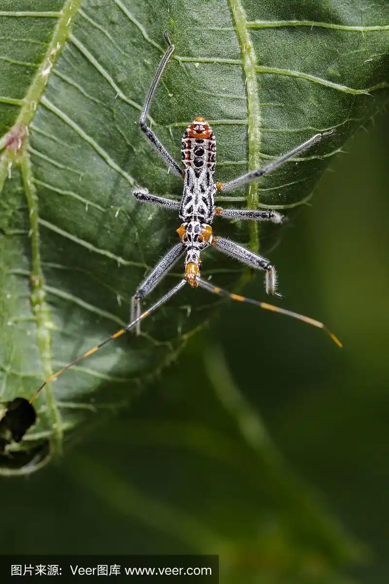 绿色树叶上的猎蝽图像.昆虫.动物