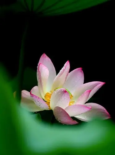 莲花开了满世界都是菩萨的微笑天也无常地也无常回头一望佛便是我回头