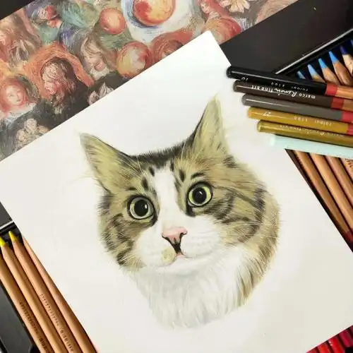 彩铅手绘猫咪🐱 | 挪威森林猫02