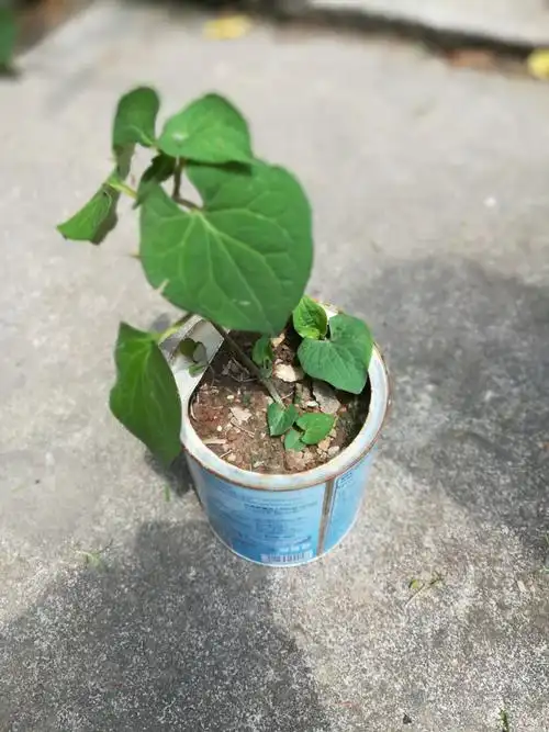 鱼腥草在我的精心呵护下长得多好啊,瞧,除了我种的那颗以外,边上还长