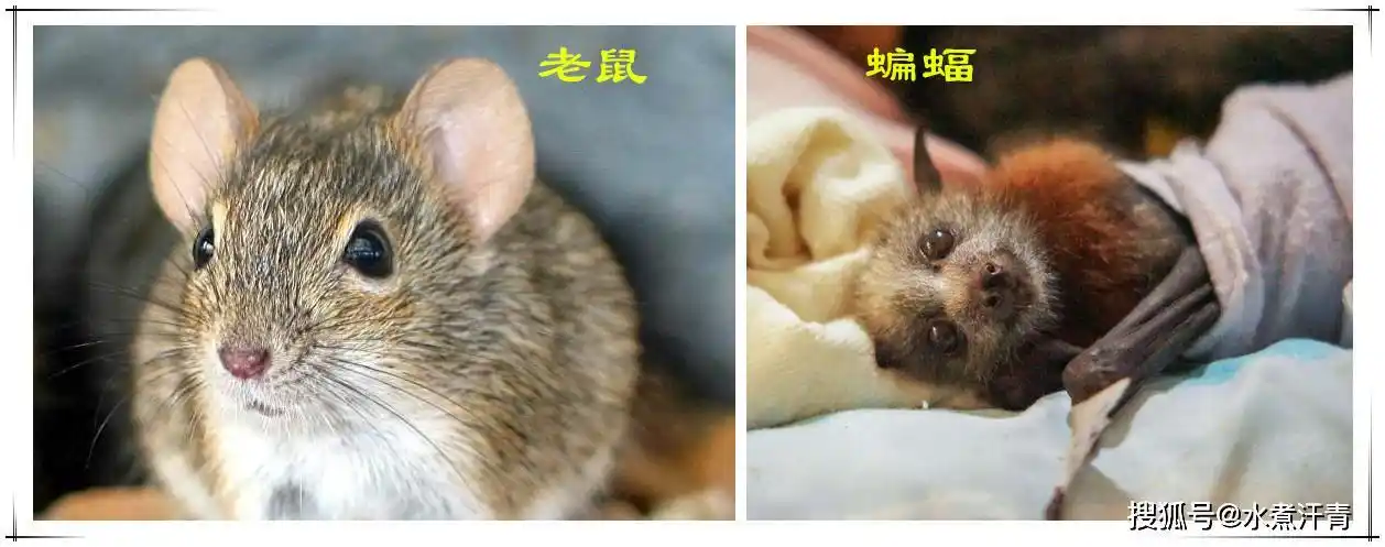 我小时候第一次见到蝙蝠的时候,感觉这货就是一只会飞的老鼠!