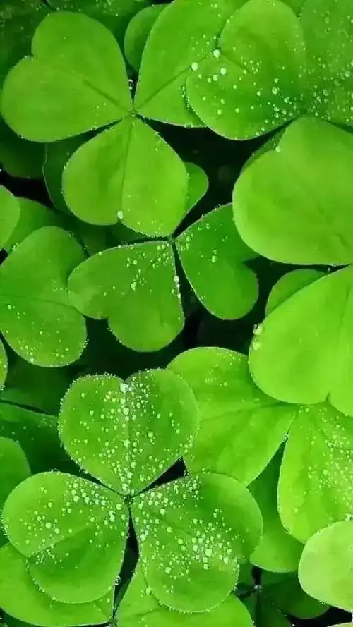 高清微信护眼图选1张当聊天背景图吧