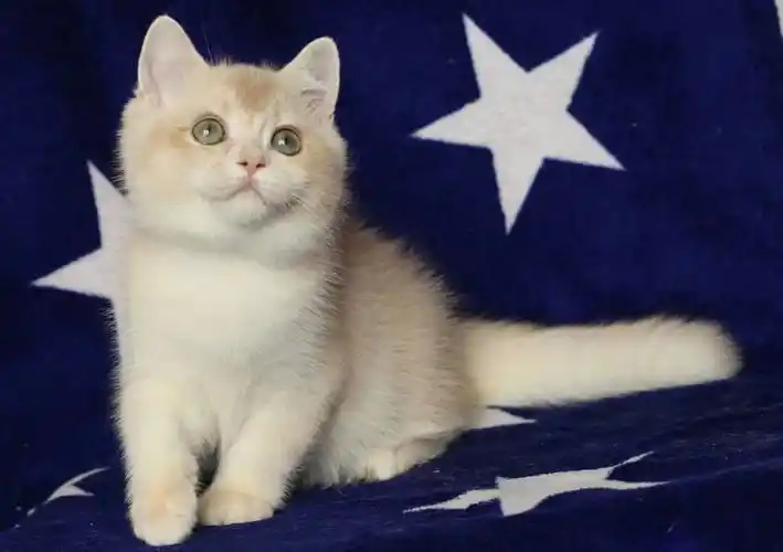 紫金渐层英短弟弟