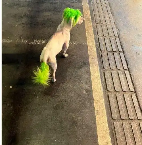在街上看到一头绿毛的狗,我以为它被虐待了,没想到是"爱之深"
