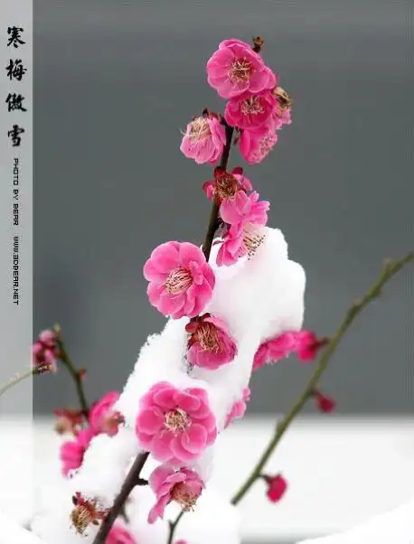 梅梅家的花姑娘