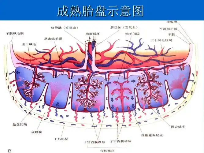 胎盘的发育及超声 课件ppt