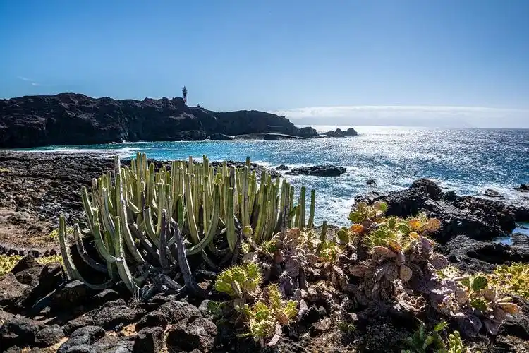 仙人掌,海滩,海洋