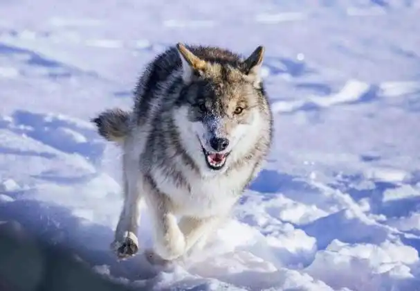 部分人认为狼是凶残勇猛的动物,和犬类不同,它们具有较高野性,其族群