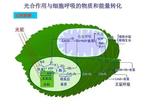 高考生物高频考点光合作用和细胞呼吸的能量转素材