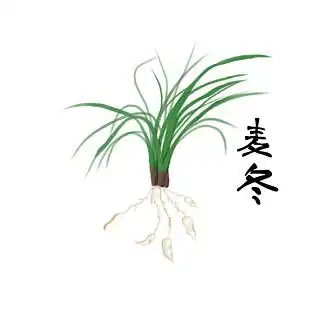 【手绘 麦冬】图片免费下载_手绘 麦冬素材_手绘 麦冬模板-千图网