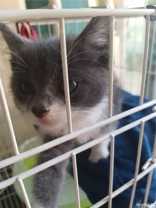 蓝白串串,求爱猫人士领养