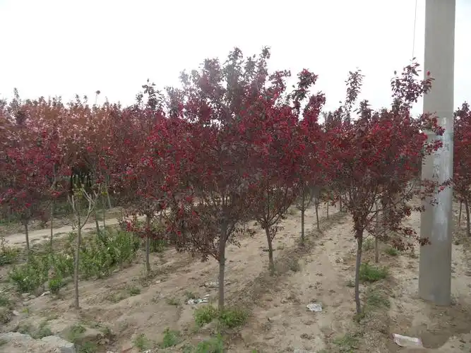 3-12公分红叶海棠