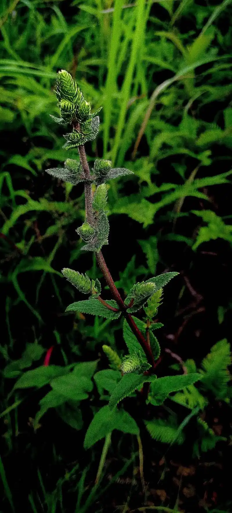 讲植物知识,传中医药文化. 青山带你识百草,今天分享: 辣薄荷