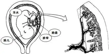 答:胎儿在母体的子宫内发育,周围充满了羊水,胎盘呈扁圆形,是胎儿和