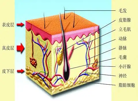 你都脱发了,还不清楚自己的毛囊状态?