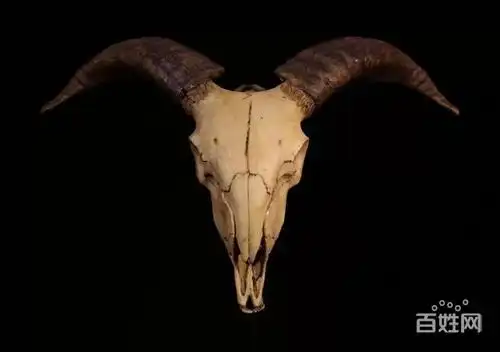 盘羊头骨摆件 家居摆件 挂件
