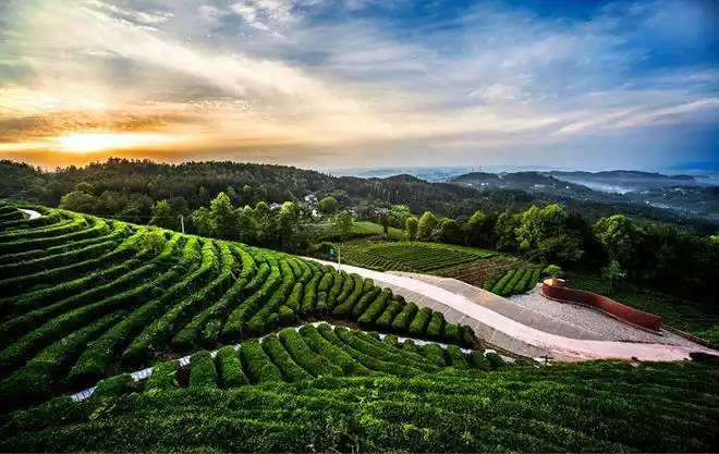 白杨坪镇茶山绿海