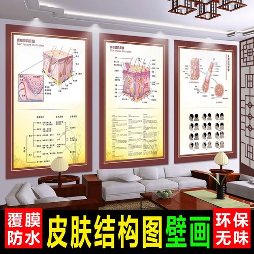 皮肤管理焕肤美容院海报广告装饰画皮肤结构彩图与功能示意图挂图