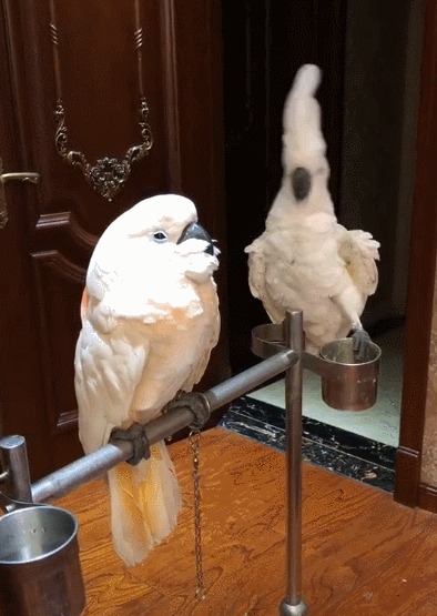 雨伞巴丹鹦鹉魔性舞蹈现场,葵花鹦鹉:妈,旁边有个疯子,快抱走