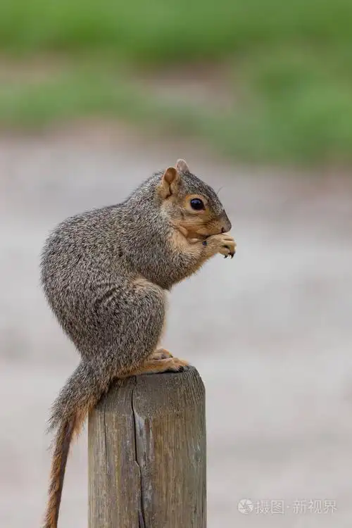 一只可爱的小松鼠,尾巴上的皮毛不见了,坐在柱上,吃着背景模糊的蓝莓.