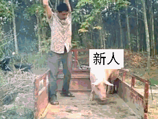 新人(猪)_新人表情