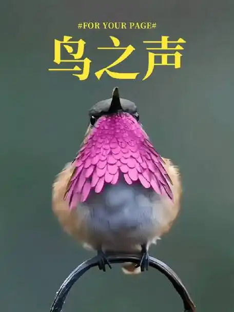 各种小鸟的叫声,好治愈 7815    94  #春日cityhappy计划#/固执