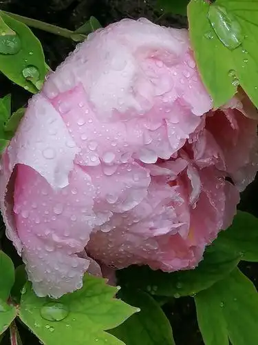 雨中牡丹花
