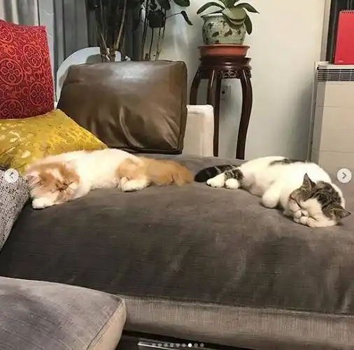 鹿晗还晒出了两只胖猫躺在自己灰色沙发上睡觉的照片,它们看起来过得