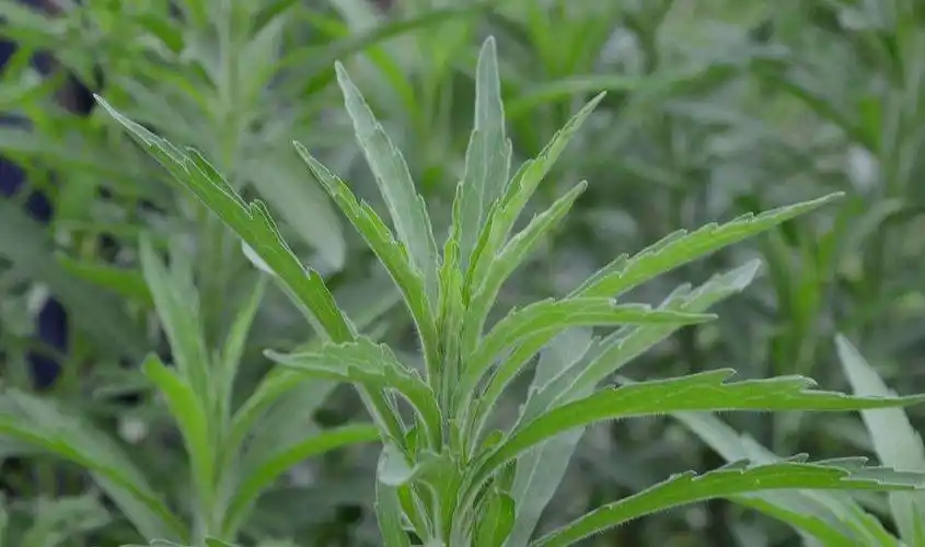 蓬草,全株可以入药,懂的人常常拔回家煮水喝|蓬草|农村|飞蓬_新浪新闻