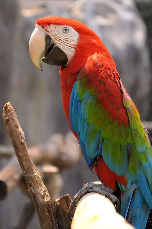 绳子上的两只鹦鹉