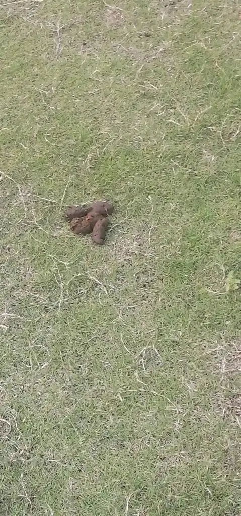 南海公园的狗屎 - 我说深圳事 - 深圳论坛